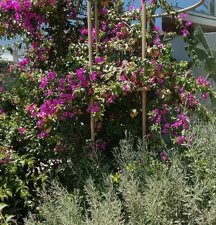 Vrissaki פרוטאראס